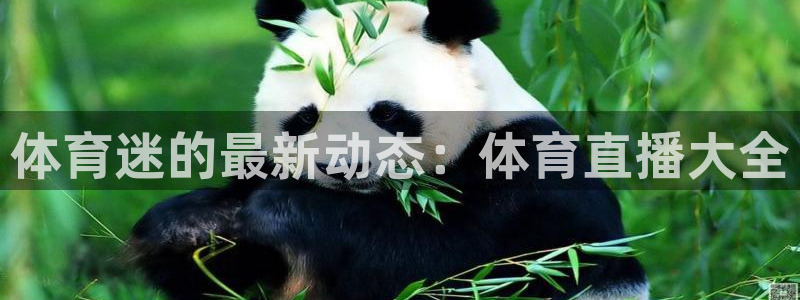 体育迷的最新动态：体育直播大全