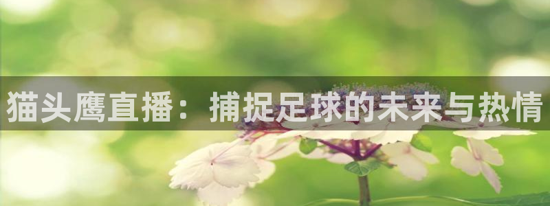 猫头鹰直播：捕捉足球的未来与热情